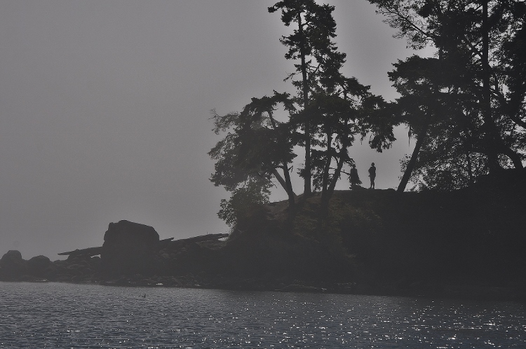 trees in fog